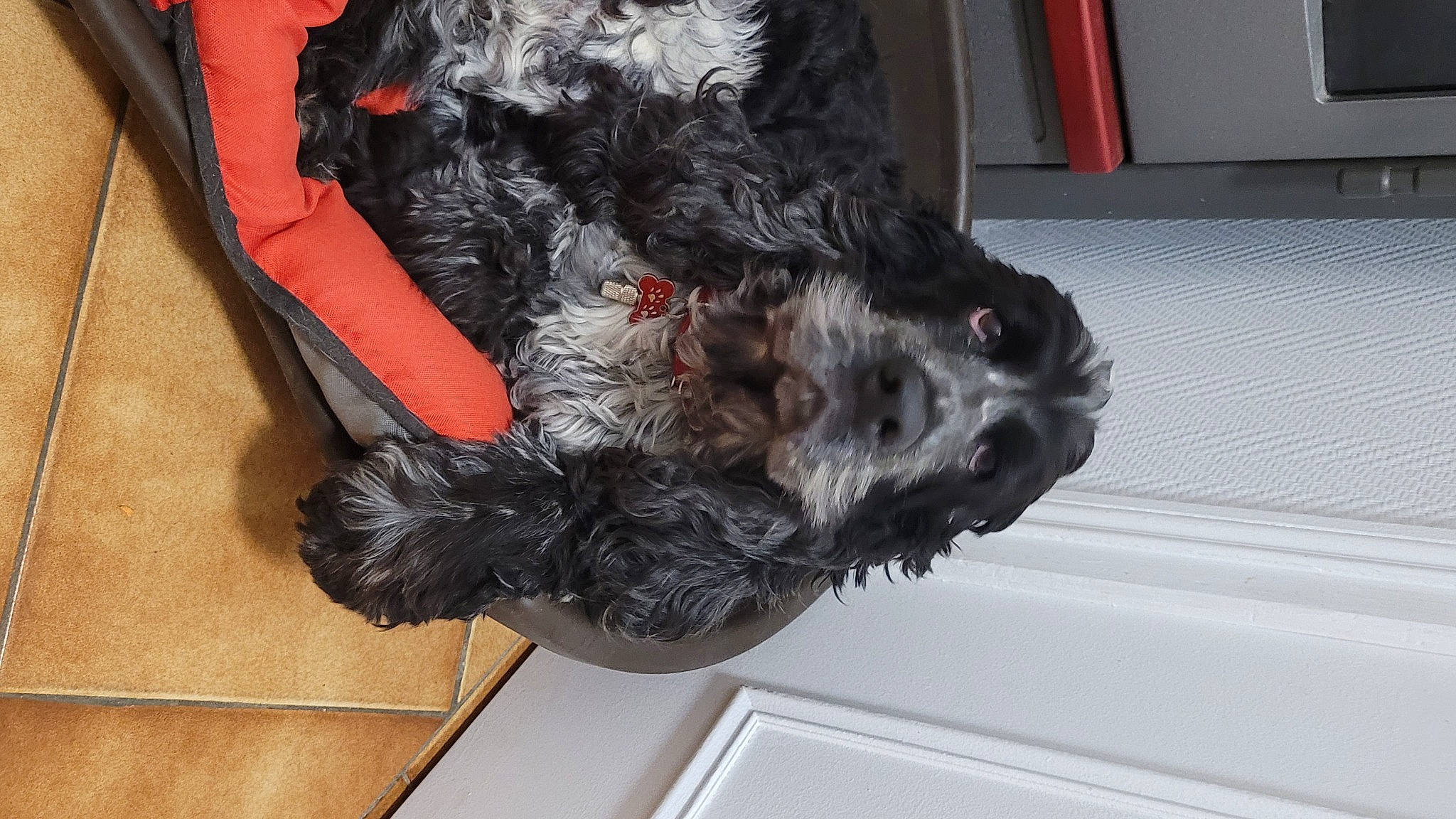 Harry participe au concours pour gagner de l'argent avec cette photo : canidae, carnivore, collar, companion_dog, dog, dog_breed, dog_collar, dog_supply, fur, labradoodle, non_sporting_group, small_terrier, snout, sporting_group, tail, terrier, toy, toy_dog, water_dog, working_animal