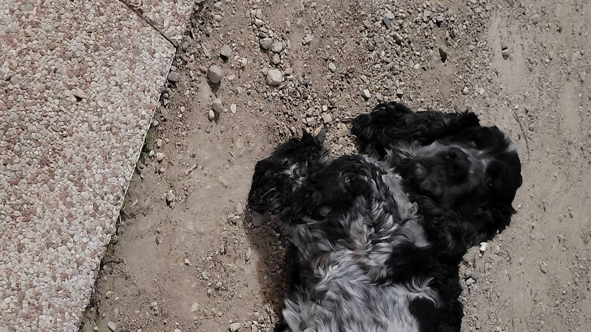 Harry a rejoint le concours — aidez-le/la à gagner de superbes lots ! asphalt, automotive_tire, black_and_white, concrete, dog, dog_breed, geology, grass, grey, monochrome, monochrome_photography, road, road_surface, rock, sand, sidewalk, soil, tar, wall, wood