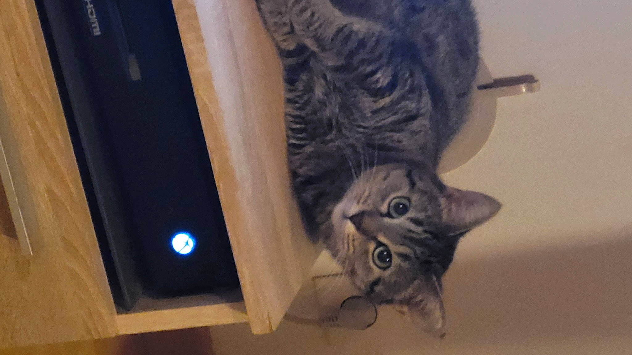 Grison participe au concours pour gagner de l'argent avec cette photo : carnivore, cat, computer_hardware, domestic_short_haired_cat, felidae, flat_panel_display, fur, grey, hardwood, netbook, output_device, paw, room, small_to_medium_sized_cats, snout, tail, tree, whiskers, window, wood