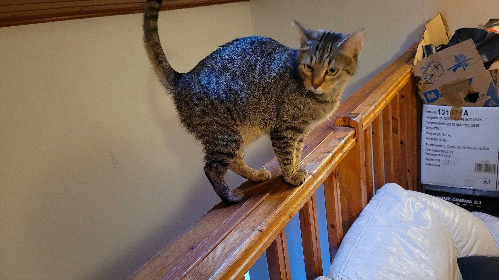 Grison participe au concours pour gagner de l'argent avec cette photo : carnivore, cat, claw, comfort, domestic_short_haired_cat, felidae, flooring, fur, hardwood, metal, room, small_to_medium_sized_cats, snout, tail, terrestrial_animal, whiskers, wildlife, wood