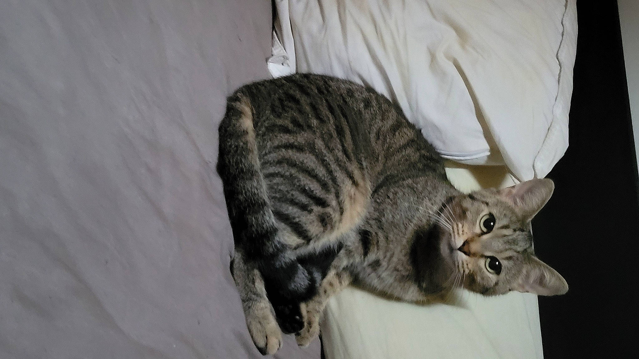 Grison a rejoint le concours — aidez-le/la à gagner de superbes lots ! carnivore, cat, claw, comfort, domestic_short_haired_cat, eye, felidae, fur, grey, paw, small_to_medium_sized_cats, snout, tail, terrestrial_animal, whiskers, wildlife