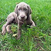 Gunner joined the competition — help win amazing prizes! puppy, dog, weimaraner, gray_fur, blue_eyes, lying_down, grass, lawn, outdoor, backyard, fence, portrait, animal, pet, cute, adorable, closeup, natural_light, leaves, garden