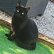 Chouchou a rejoint le concours — aidez-le/la à gagner de superbes lots ! black_cat, cat, outdoor, grass, green_eyes, wicker_furniture, pet, animal, sitting, curious, nature, daylight, feline, domestic_cat, whiskers, tail, texture, relaxing, garden, sunlight