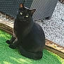 black_cat, cat, outdoor, grass, green_eyes, wicker_furniture, pet, animal, sitting, curious, nature, daylight, feline, domestic_cat, whiskers, tail, texture, relaxing, garden, sunlight