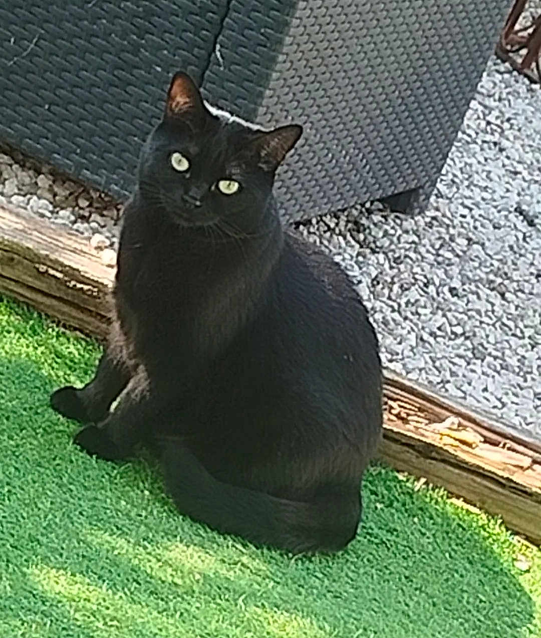 Chouchou a rejoint le concours — aidez-le/la à gagner de superbes lots ! black_cat, cat, outdoor, grass, green_eyes, wicker_furniture, pet, animal, sitting, curious, nature, daylight, feline, domestic_cat, whiskers, tail, texture, relaxing, garden, sunlight