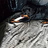black_and_tan, blanket, bone, brown_markings, canine, chewing, cozy, dark_background, dog, indoor, lying_down, paws, pet, plush, portrait, puppy, quilted_surface, rottweiler, sleepy, toy