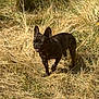 Blue participe au concours pour gagner de l'argent avec cette photo : dog, french_bulldog, outdoor, grass, dry_grass, sunlight, animal, pet, nature, field, mammal, walking, brown, summer, daylight, ears, canine, standing, alone, sunny