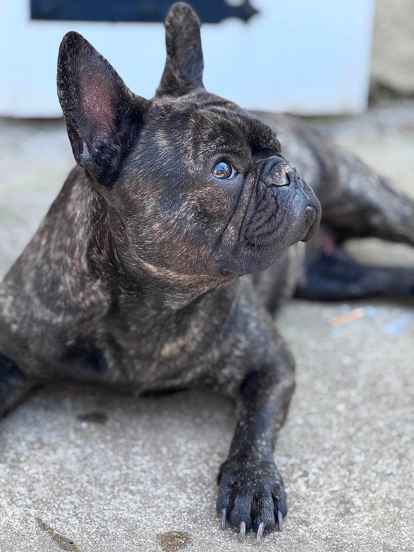 Blue a rejoint le concours — aidez-le/la à gagner de superbes lots ! dog, french_bulldog, brindle, pet, animal, lying_down, close_up, outdoor, concrete, paw, ears, face, fur, snout, whiskers, alert, looking_away, shallow_depth_of_field, daylight, canine