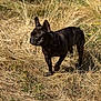 Blue a rejoint le concours — aidez-le/la à gagner de superbes lots ! dog, french_bulldog, brindle, canine, animal, outdoor, field, grass, dry_grass, sunlight, nature, pet, mammal, standing, alert, ears_up, side_view, daylight, alone, portrait