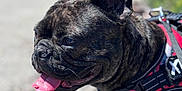 Blue a rejoint le concours — aidez-le/la à gagner de superbes lots ! dog, french_bulldog, brindle, tongue_out, pet, canine, outdoor, harness, close_up, animal, happy, panting, ears_up, walking, nature, sunlight, blurred_background, side_view, muzzle, companion