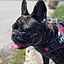 dog, french_bulldog, brindle, tongue_out, pet, canine, outdoor, harness, close_up, animal, happy, panting, ears_up, walking, nature, sunlight, blurred_background, side_view, muzzle, companion