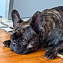 dog, french_bulldog, brindle, pet, animal, lying_down, floor, wooden_floor, tile, ears, paws, close_up, indoor, resting, canine, mammal, cute, domestic_animal, face, snout