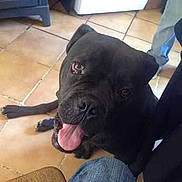 Brutus participe au concours pour gagner de l'argent avec cette photo :