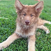 Tango is registered to the contest to win money with this photo: adorable, animal, canine, closeup, cute, dog, ears, eyes, friendly, fur, grass, lying_down, mammal, nature, nose, outdoor, pet, playful, puppy, young