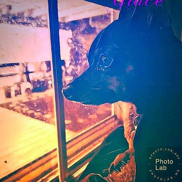 Max joined the competition — help win amazing prizes! canidae, carnivore, cloud, cool, dog, dog_breed, love, meteorological_phenomenon, nose, sky, square, street_dog