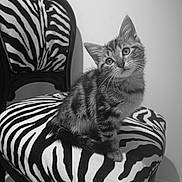 Cassiopée participe au concours pour gagner de l'argent avec cette photo : kitten, cat, animal, pet, zebra_pattern, chair, furniture, indoor, black_and_white, striped, cute, curious, small, fluffy, fur, sitting, head_tilt, domestic, young, portrait