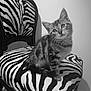 animal, black_and_white, cat, chair, curious, cute, domestic, fluffy, fur, furniture, head_tilt, indoor, kitten, pet, portrait, sitting, small, striped, young, zebra_pattern