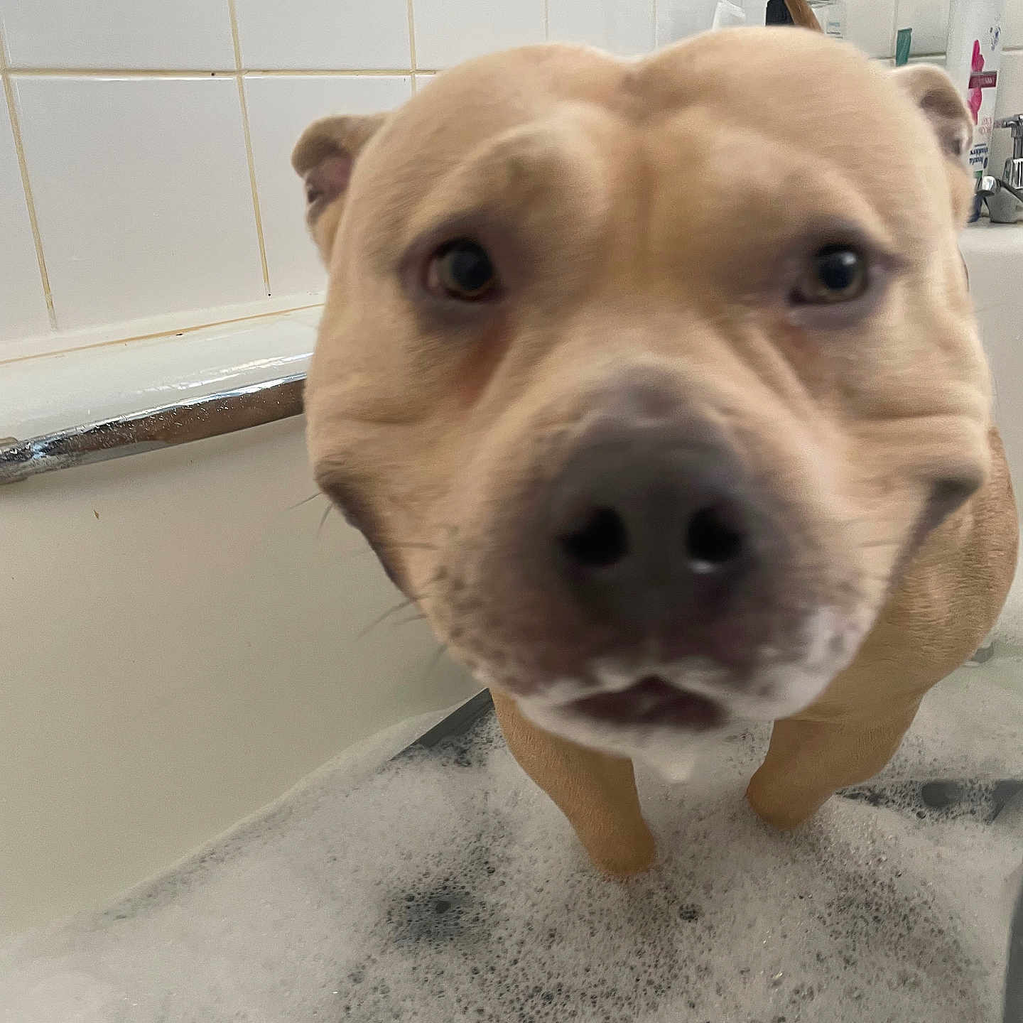 Enzo Ferrari Hussell joined the competition — help win amazing prizes! animal, bath_time, bathroom, bathtub, bubbles, canine, closeup, curious, dog, domestic_animal, ears, foam, fur, head, indoor, pet, snout, tile_wall, water, wet