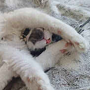 Zenko a rejoint le concours — aidez-le/la à gagner de superbes lots ! cat, feline, pet, sleeping, paws, pink_paw_pads, white_fur, gray_fur, collar, cozy, blanket, soft_texture, indoor, resting, cute, relaxed, animal, fur, close_up, home