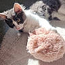 kitten, cat, pet, indoor, carpet, toy, furry, black_and_white, paw, sunlight, relaxing, cute, feline, playful, young_animal, home, pet_toy, fuzz, chair_leg, resting