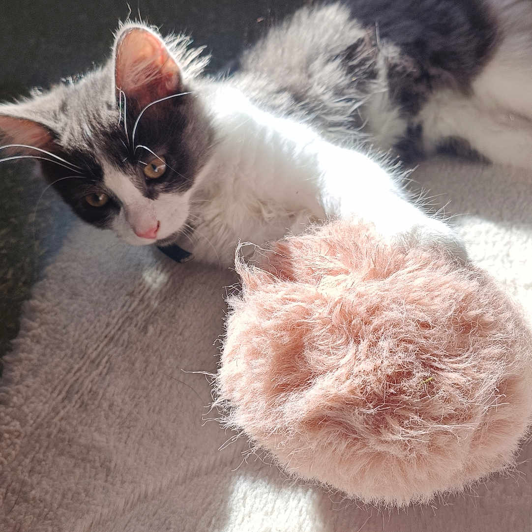 Zenko a rejoint le concours — aidez-le/la à gagner de superbes lots ! kitten, cat, pet, indoor, carpet, toy, furry, black_and_white, paw, sunlight, relaxing, cute, feline, playful, young_animal, home, pet_toy, fuzz, chair_leg, resting