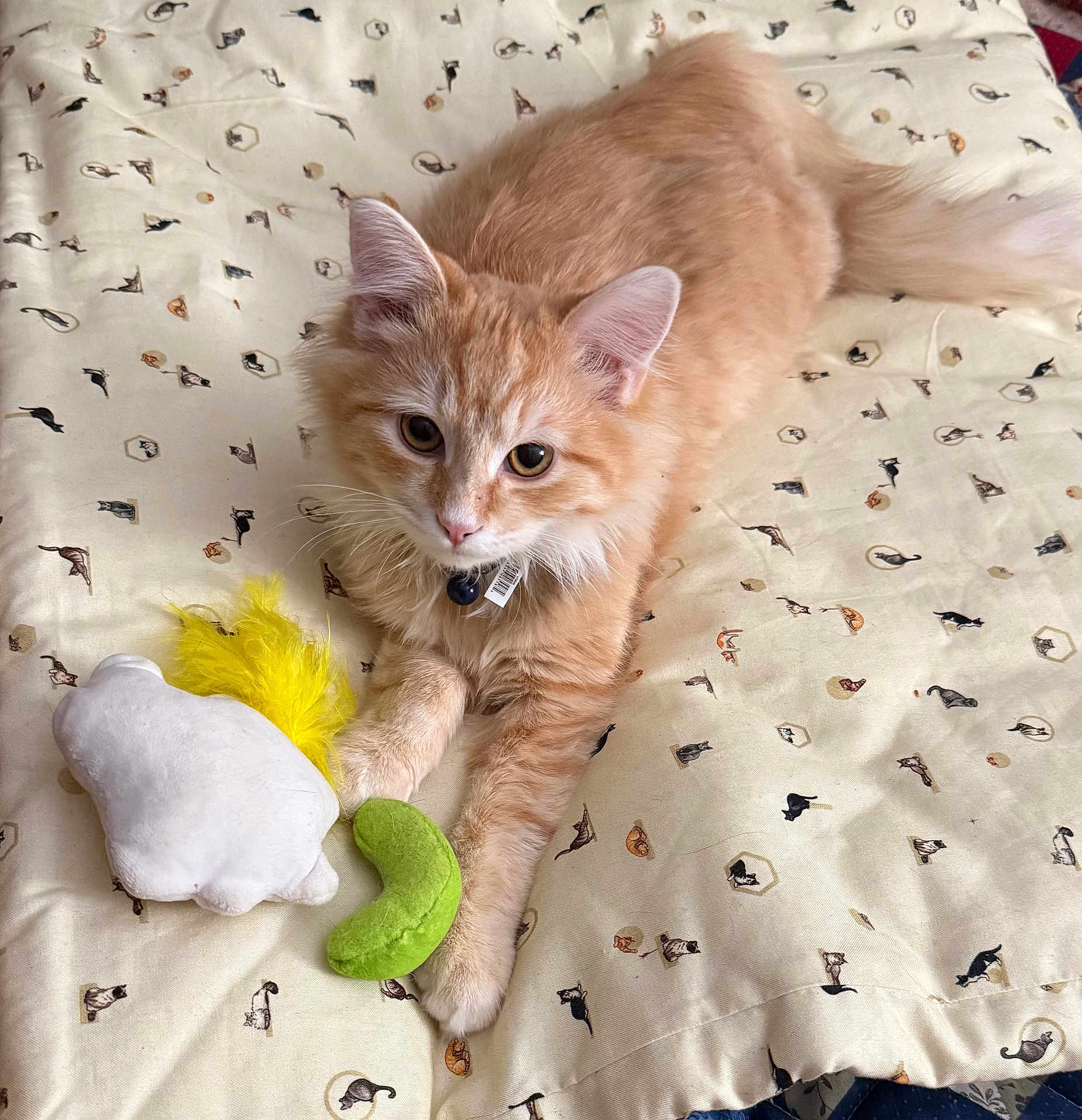 Butterscotch joined the competition — help win amazing prizes! cat, orange_tabby, plush_toy, bedspread, patterned_bedding, feather, indoor, pet, fur, whiskers, paws, collar, curious, cute, playful, relaxed, animal, feline, soft_texture, resting