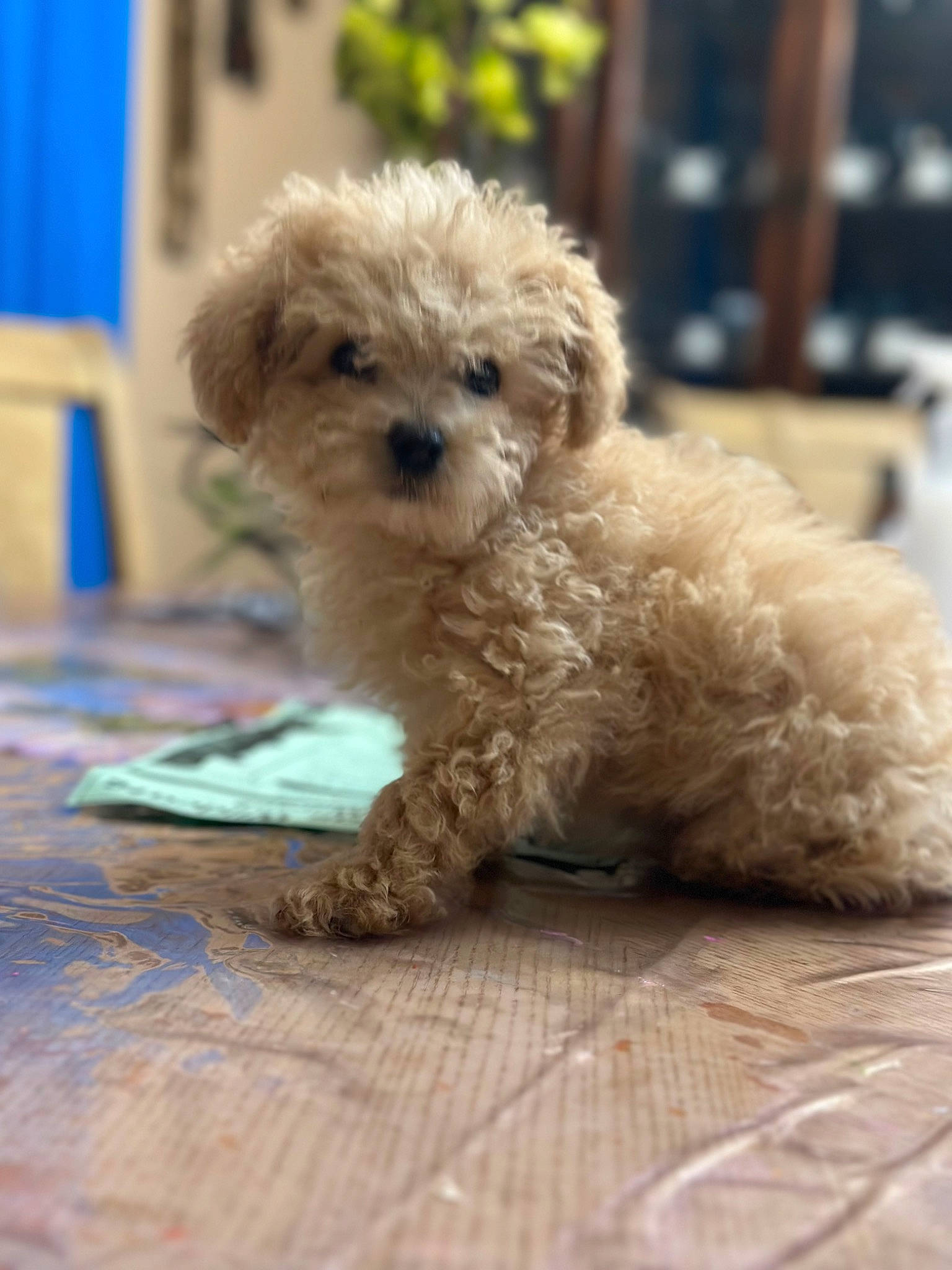 Spike is registered to the contest to win money with this photo: blue, canidae, carnivore, companion_dog, dog, dog_breed, fawn, fur, labradoodle, maltepoo, poodle, poodle_crossbreed, small_terrier, snout, sporting_group, terrier, toy_dog, water_dog, wood, working_animal
