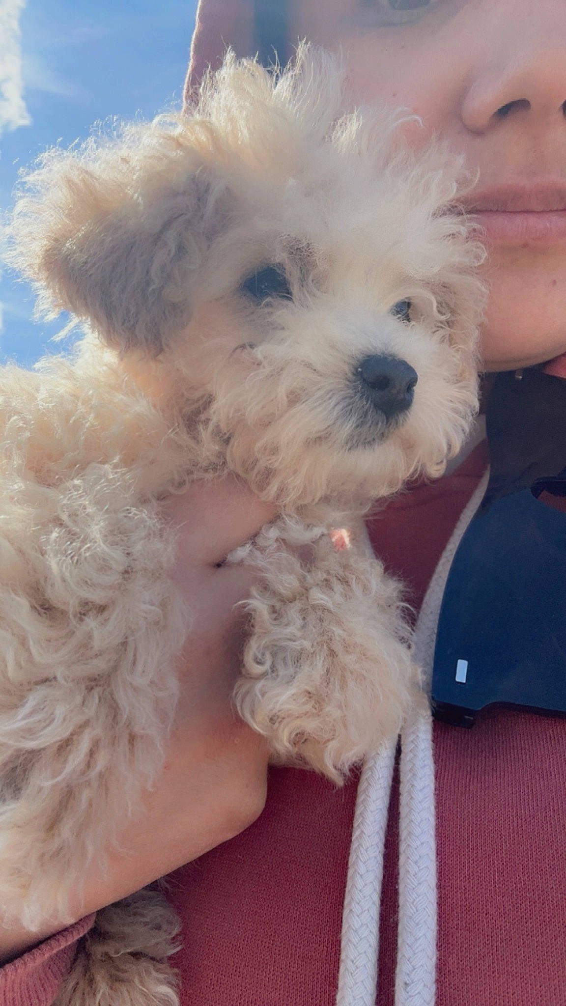 Spike joined the competition — help win amazing prizes! canidae, carnivore, companion_dog, dog, dog_breed, eyewear, fur, happy, labradoodle, maltepoo, poodle, puppy_love, shih_poo, small_terrier, snout, sporting_group, terrier, toy_dog, water_dog, yorkipoo