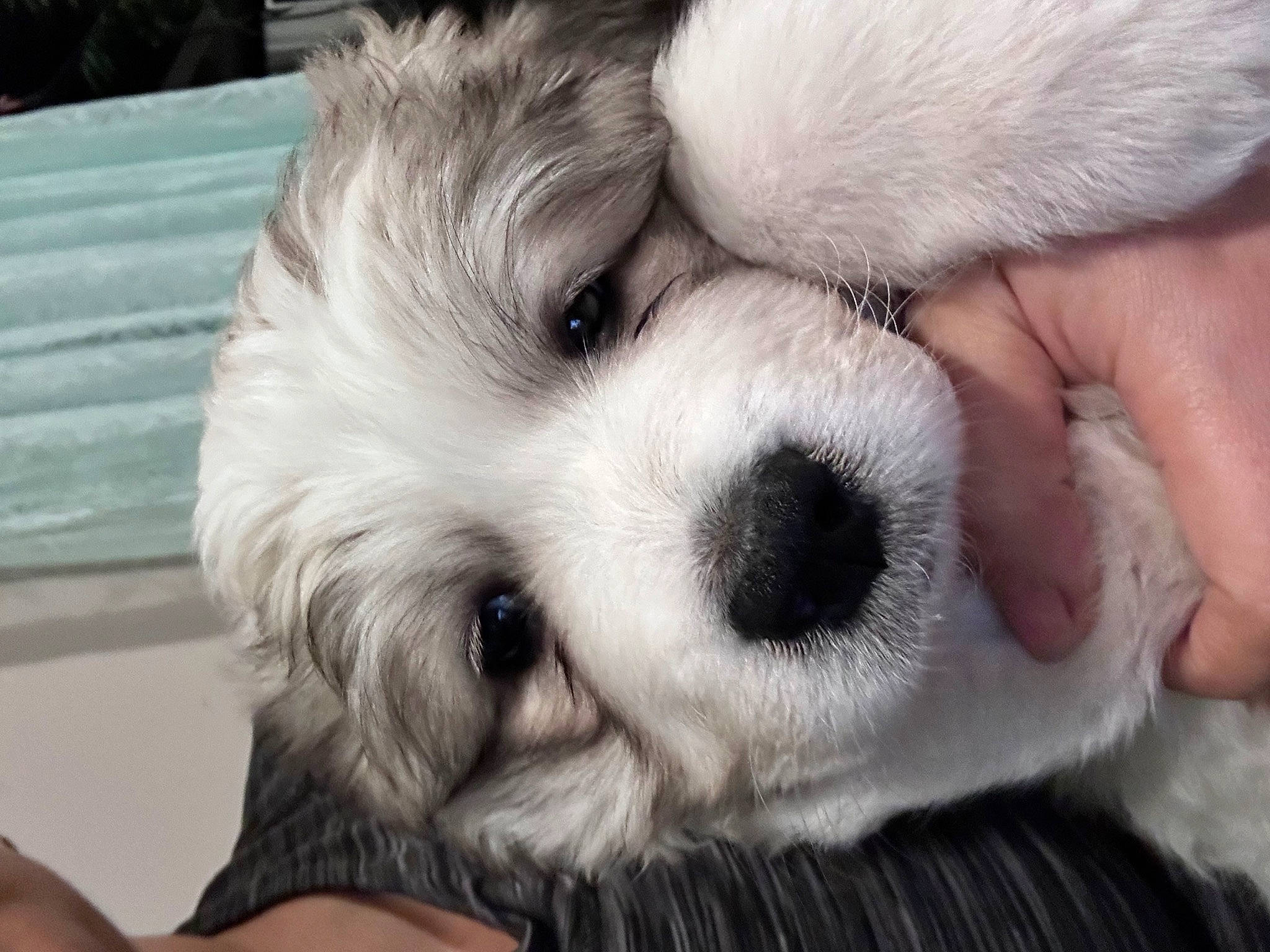 Rajah is registered to the contest to win money with this photo: canidae, carnivore, companion_dog, dog, dog_breed, fawn, fur, mal_shi, paw, puppy, puppy_love, small_terrier, snout, sporting_group, stuffed_toy, terrestrial_animal, toy, toy_dog, whiskers, working_animal