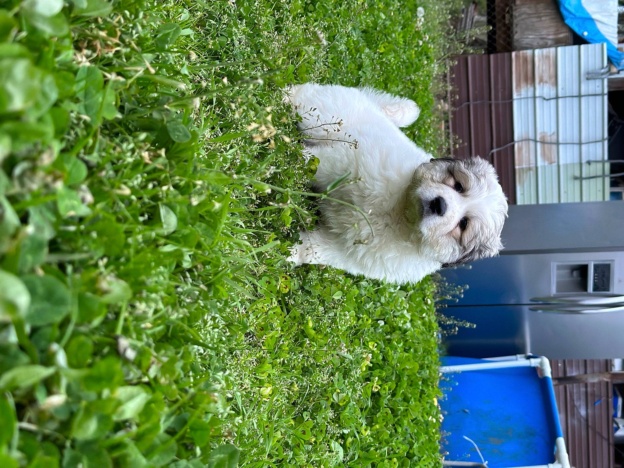 Rajah joined the competition — help win amazing prizes! blue, canidae, carnivore, companion_dog, dog, dog_breed, fawn, fur, grass, groundcover, herb, house, plant, shrub, snout, sporting_group, toy_dog, tree, waste_containment, window