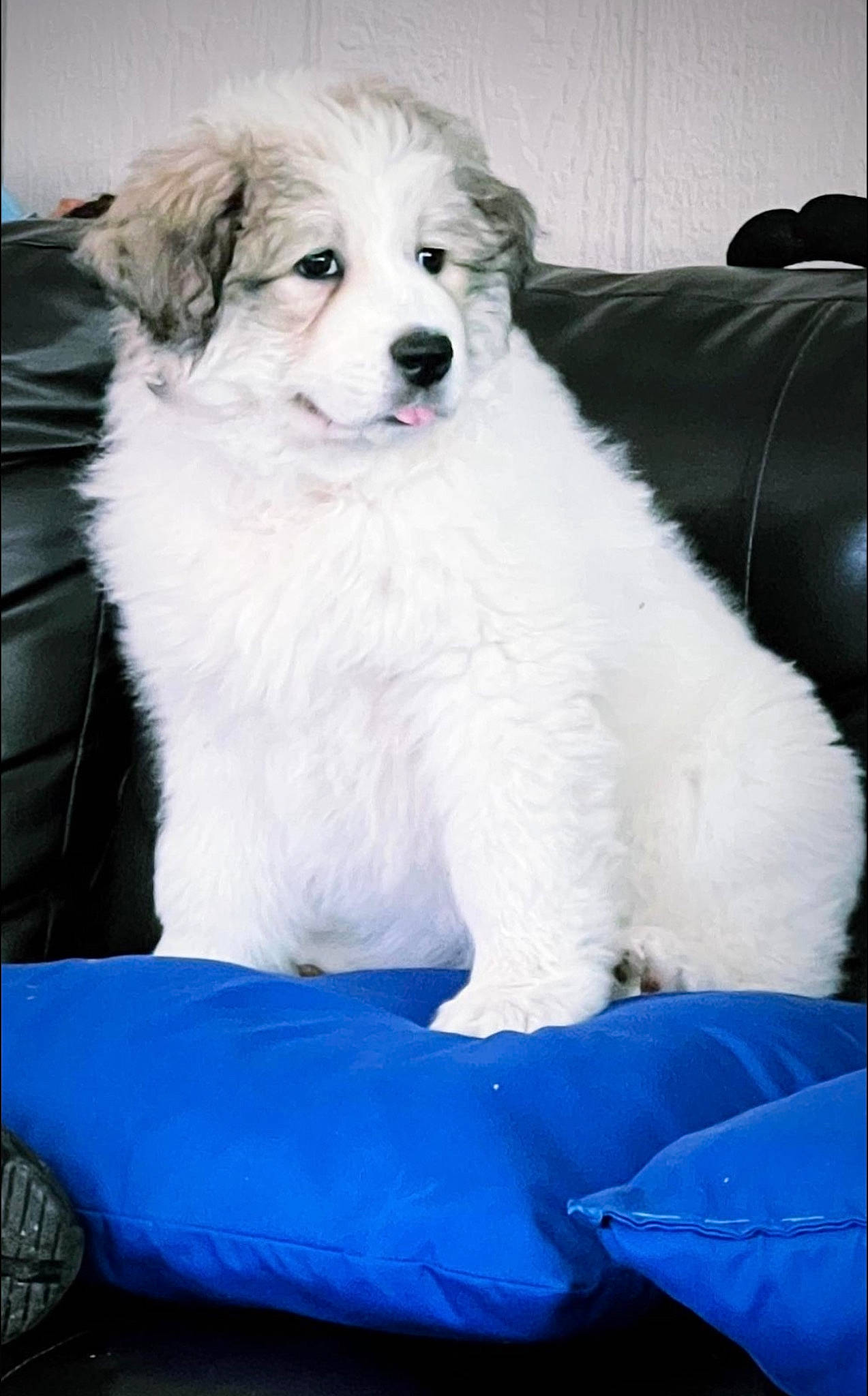 Rajah is registered to the contest to win money with this photo: blue, canidae, carnivore, companion_dog, dog, dog_breed, dog_supply, electric_blue, fur, kuvasz, maltepoo, non_sporting_group, snout, sporting_group, toy_dog, whiskers, working_animal, working_dog