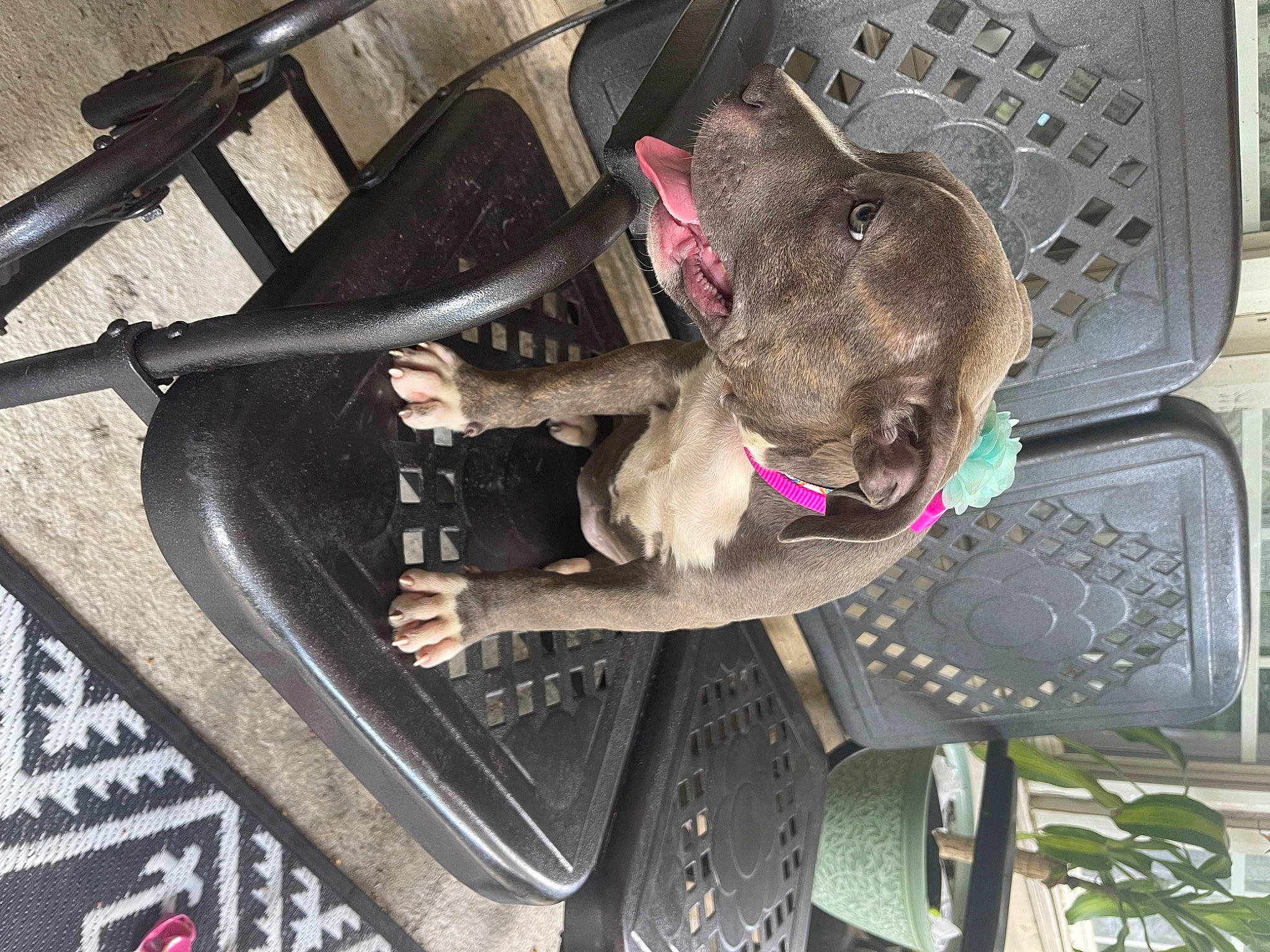 Flor joined the competition — help win amazing prizes! auto_part, automotive_exterior, automotive_lighting, automotive_tire, bumper, carnivore, collar, dog, dog_breed, fawn, fender, hood, motor_vehicle, rim, tire, trunk, vehicle, vehicle_door, wheel, working_animal