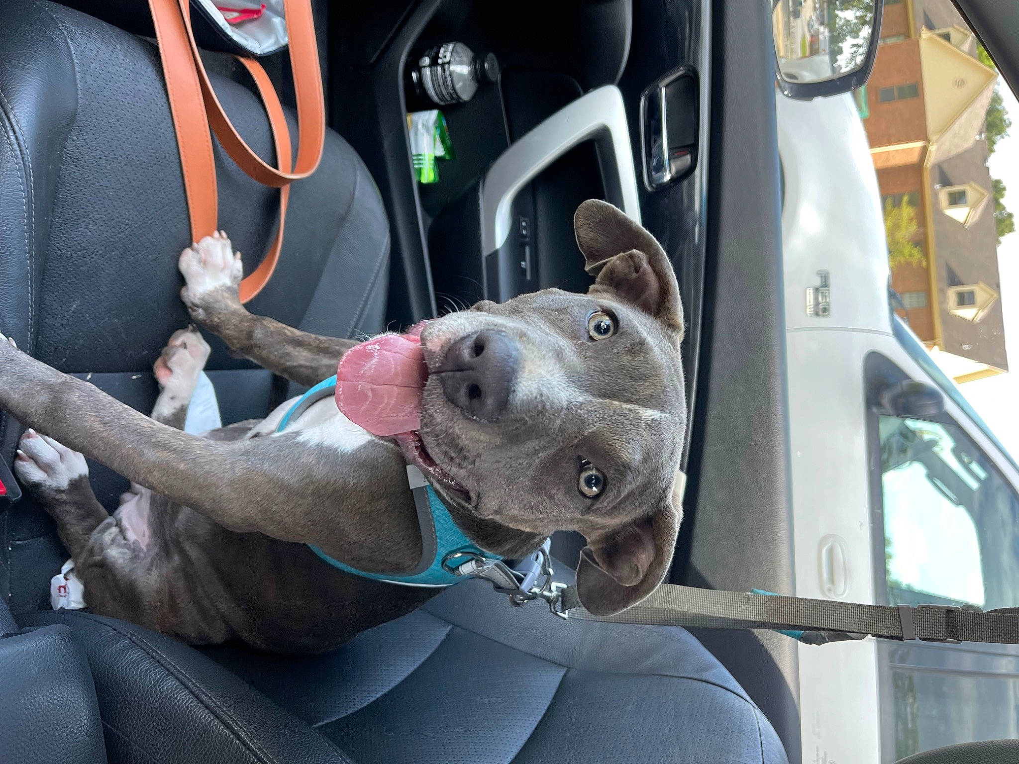 Flor is registered to the contest to win money with this photo: auto_part, automotive_design, automotive_exterior, automotive_lighting, automotive_mirror, automotive_tire, automotive_wheel_system, car, carnivore, dog, dog_breed, fawn, fender, mode_of_transport, motor_vehicle, snout, sporting_group, vehicle, vehicle_door, windshield