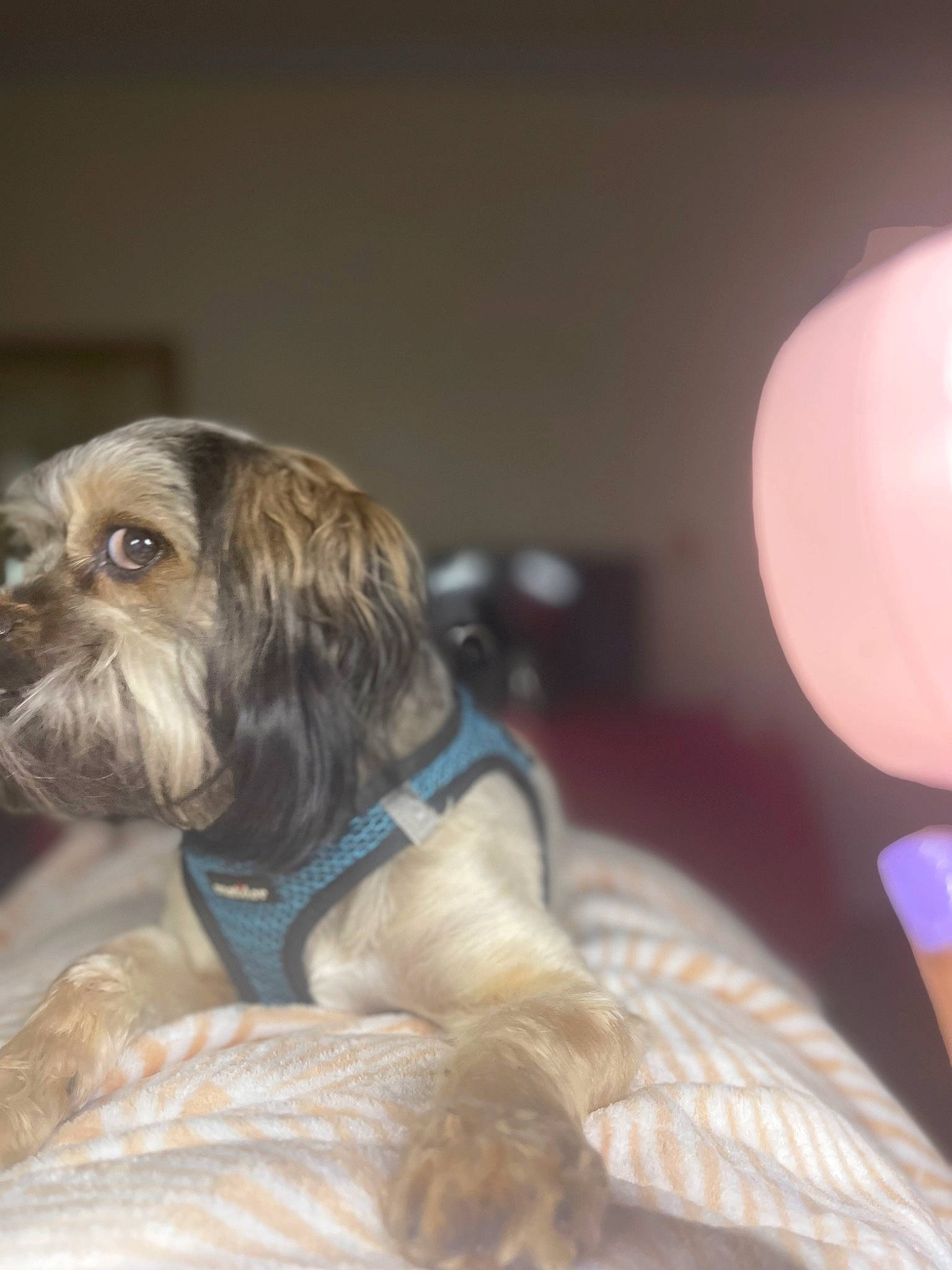 Firu is registered to the contest to win money with this photo: ancient_dog_breeds, balloon, canidae, carnivore, chewbacca, chinese_crested_dog, companion_dog, dog, dog_breed, dog_supply, fawn, fur, liver, small_terrier, snout, spaniel, sporting_group, terrier, toy_dog, working_animal