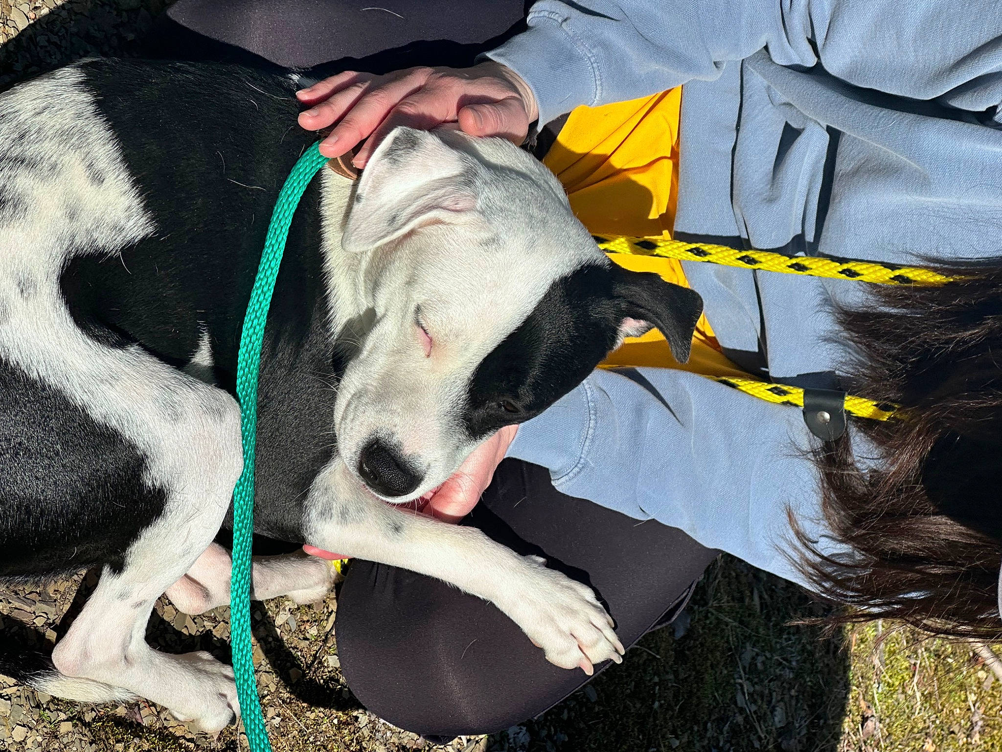 Firu is registered to the contest to win money with this photo: canidae, carnivore, collar, companion_dog, dog, dog_breed, dog_collar, fur, grass, non_sporting_group, polish_greyhound, rampur_greyhound, recreation, sighthound, snout, sporting_group, working_animal, working_dog