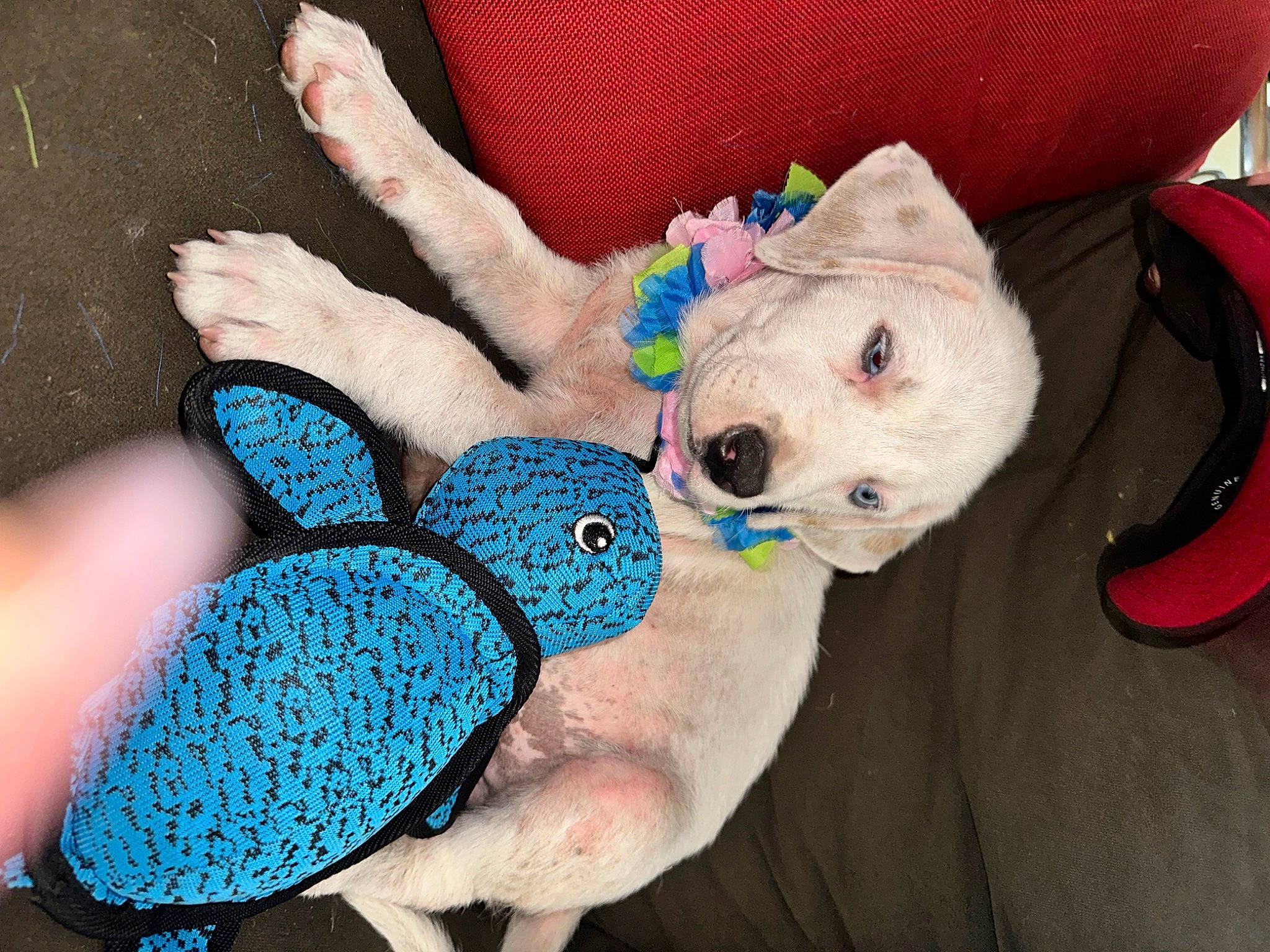 Palomo is registered to the contest to win money with this photo: art, baby_toddler_clothing, companion_dog, creative_arts, electric_blue, fashion_accessory, foot, fur, glove, human_leg, nail, pattern, plush, stuffed_toy, tail, thread, toy, wool, woolen, wrist