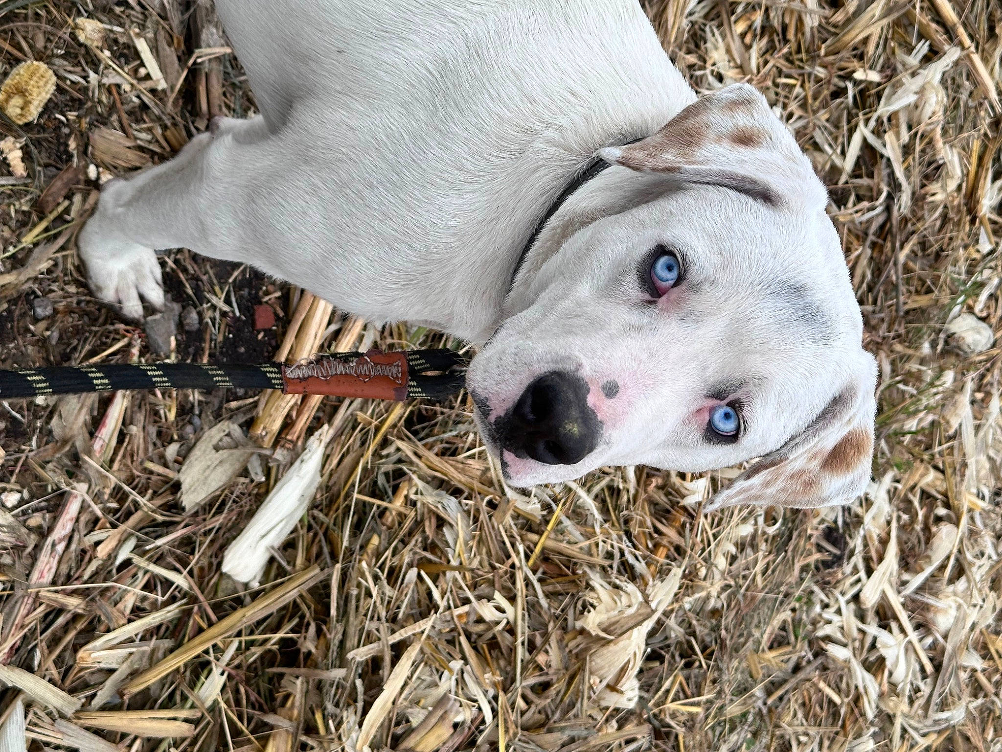 Palomo joined the competition — help win amazing prizes! canidae, carnivore, collar, companion_dog, dog, dog_breed, fawn, fur, grass, hunting_dog, non_sporting_group, plant, snout, soil, sporting_group, terrestrial_animal, whiskers, working_animal