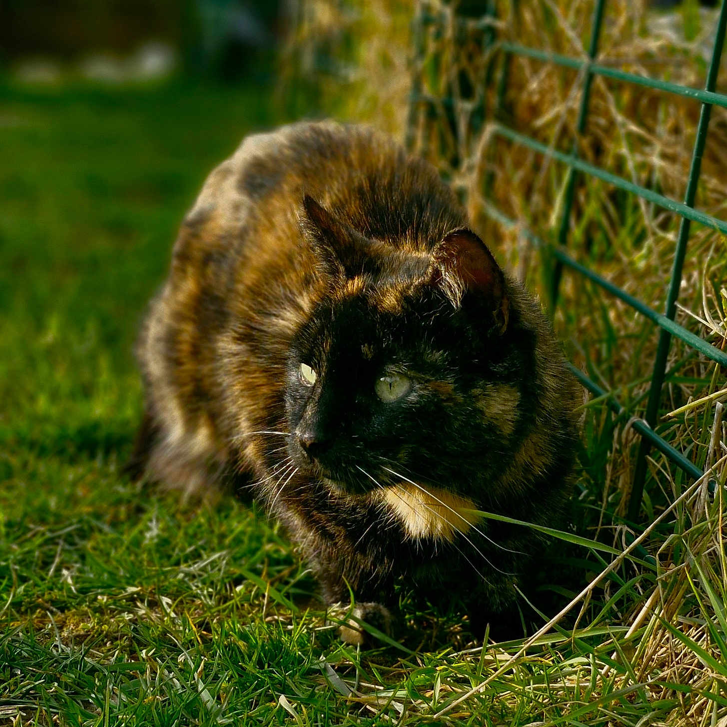 Panthère a rejoint le concours — aidez-le/la à gagner de superbes lots ! animal, bokeh, cat, closeup, crouching, curious, domestic_cat, feline, fur, grass, green_eyes, ground, nature, outdoor, pet, portrait, sunlight, tortoiseshell_cat, whiskers, wire_fence