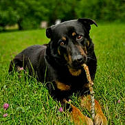 Cobalt a rejoint le concours — aidez-le/la à gagner de superbes lots ! dog, canine, black_fur, tan_markings, grass, clover, stick, chewing, paws, closeup, portrait, brown_eyes, outdoor, nature, meadow, playful, shallow_depth_of_field, blurred_background, summer, pet