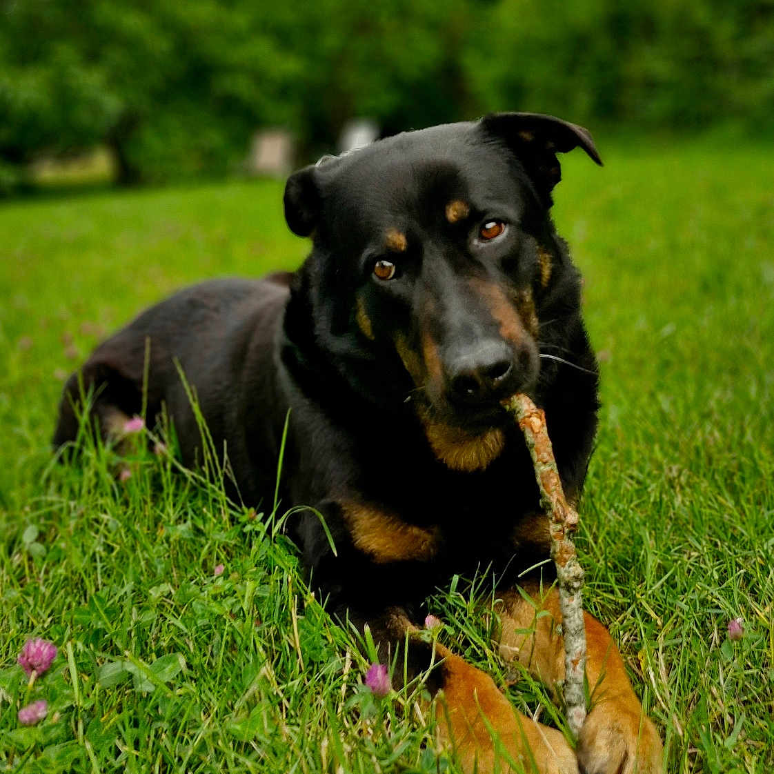 Cobalt a rejoint le concours — aidez-le/la à gagner de superbes lots ! black_fur, blurred_background, brown_eyes, canine, chewing, closeup, clover, dog, grass, meadow, nature, outdoor, paws, pet, playful, portrait, shallow_depth_of_field, stick, summer, tan_markings