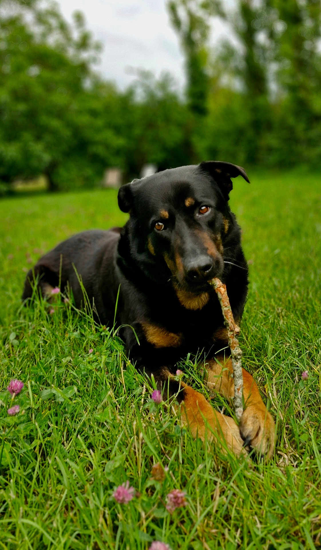 Cobalt a rejoint le concours — aidez-le/la à gagner de superbes lots ! dog, canine, black_fur, tan_markings, grass, clover, stick, chewing, paws, closeup, portrait, brown_eyes, outdoor, nature, meadow, playful, shallow_depth_of_field, blurred_background, summer, pet