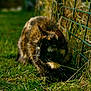 Cobalt a rejoint le concours — aidez-le/la à gagner de superbes lots ! cat, tortoiseshell_cat, feline, pet, grass, wire_fence, outdoor, whiskers, green_eyes, sunlight, portrait, bokeh, fur, crouching, nature, domestic_cat, closeup, animal, curious, ground