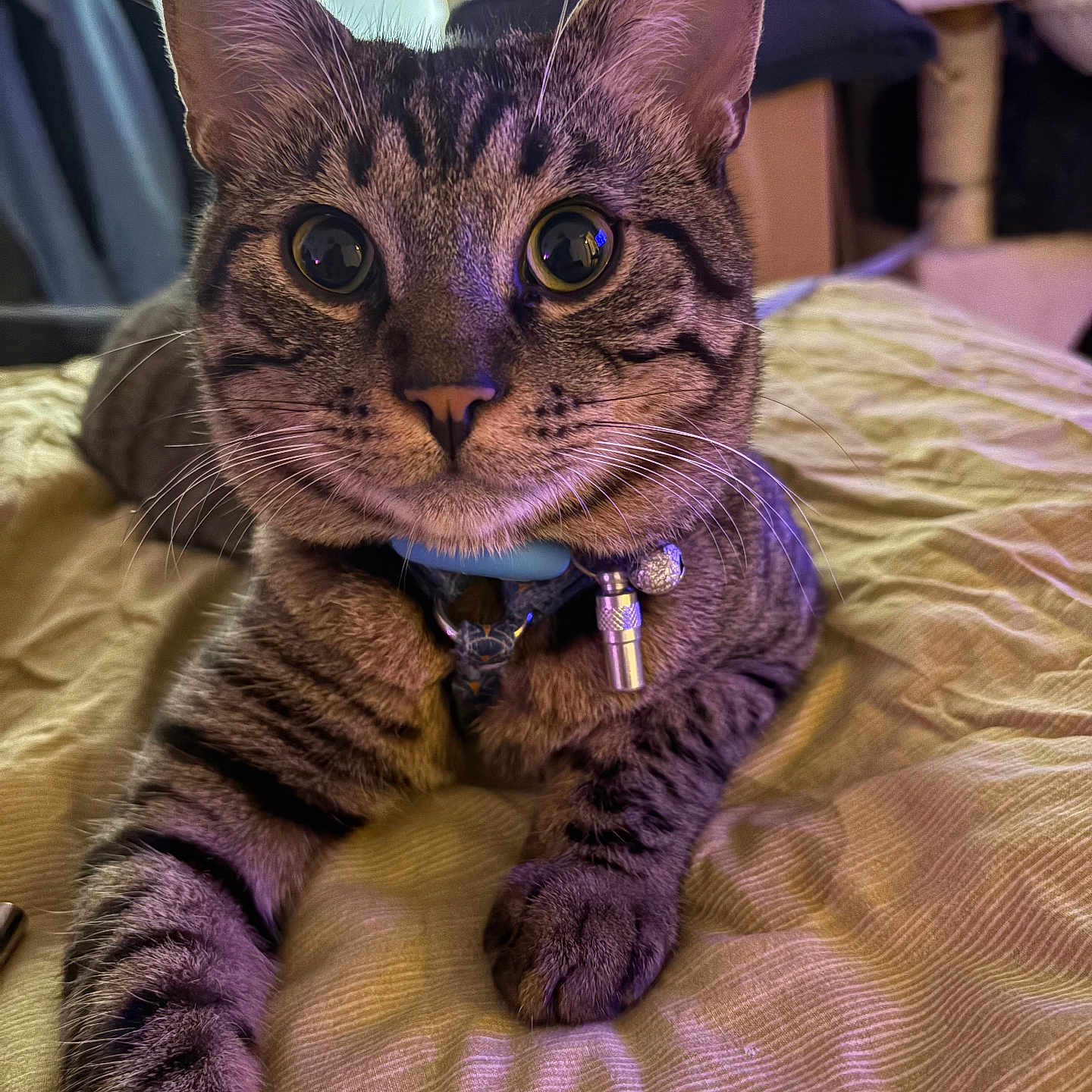 Guizmo a rejoint le concours — aidez-le/la à gagner de superbes lots ! animal, bed, blanket, cat, closeup, collar, curious, cute, domestic_cat, ears, feline, fur, indoor, paws, pet, resting, striped, tabby_cat, whiskers, wide_eyes