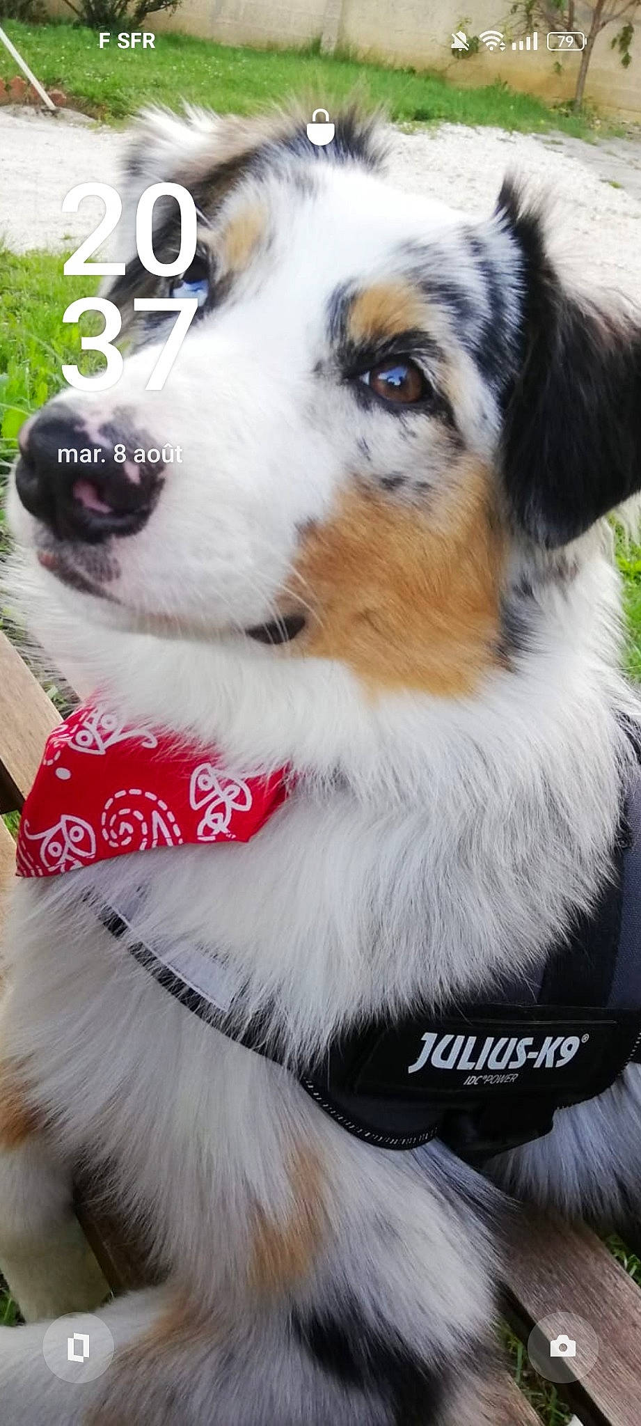 Tahyla a rejoint le concours — aidez-le/la à gagner de superbes lots ! ancient_dog_breeds, canidae, carnivore, collar, companion_dog, dog, dog_breed, dog_collar, dog_supply, fur, herding_dog, pet_supply, photography, plant, snout, sporting_group, whiskers, white, working_animal, working_dog