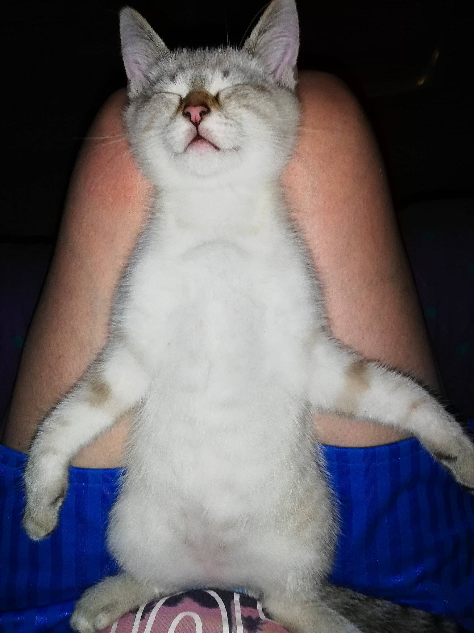 Pink a rejoint le concours — aidez-le/la à gagner de superbes lots ! aegean_cat, american_wirehair, asian, burmilla, carnivore, cat, domestic_long_haired_cat, felidae, javanese, mammal, norwegian_forest_cat, ojos_azules, polydactyl_cat, ragdoll, small_to_medium_sized_cats, tail, turkish_angora, turkish_van, vertebrate, whiskers