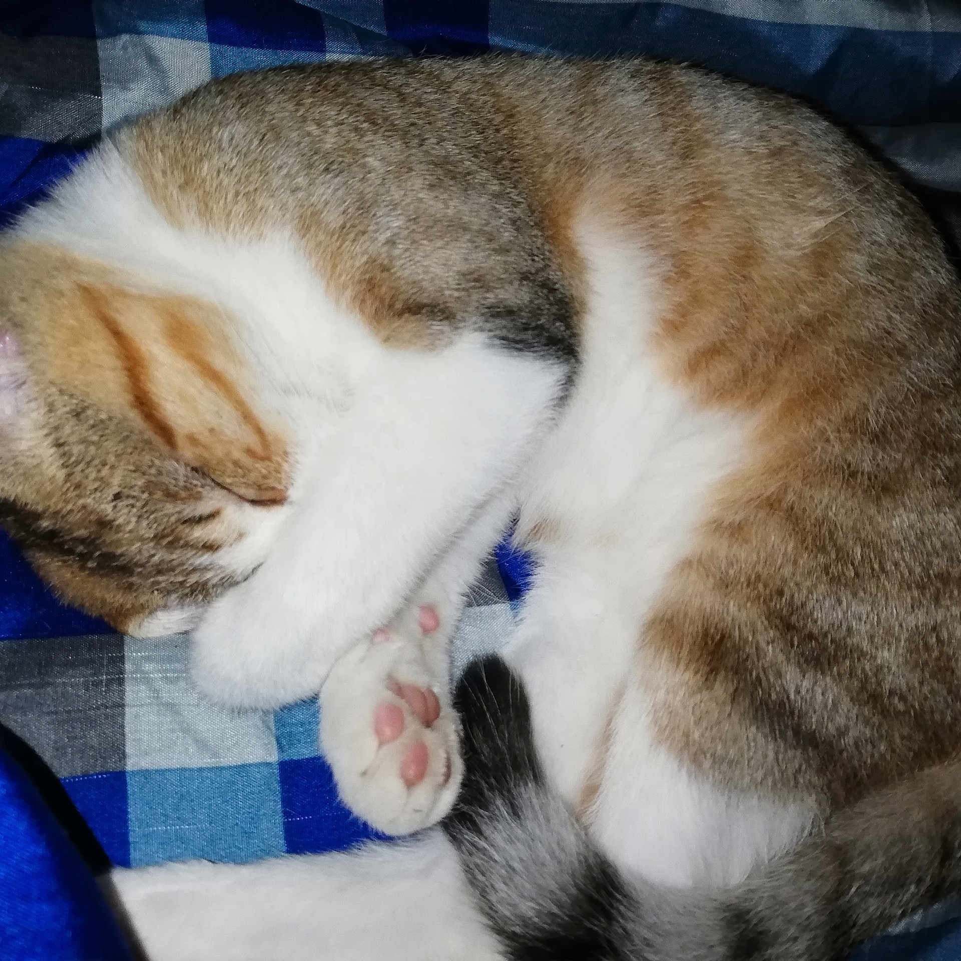 Oscar