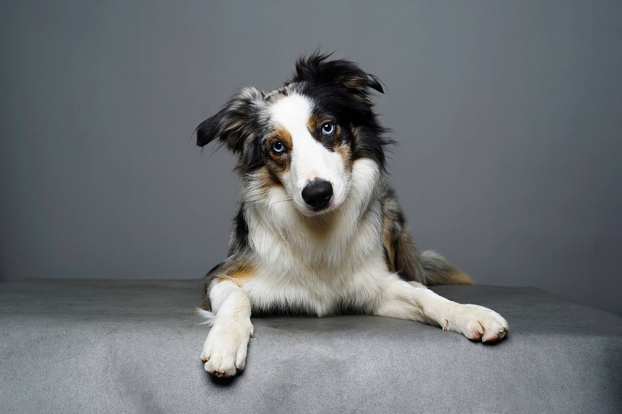 Oslo a rejoint le concours — aidez-le/la à gagner de superbes lots ! australian_collie, ball, border_collie, canidae, carnivore, companion_dog, dog, dog_breed, fur, herding_dog, plant, sporting_group, terrestrial_animal, whiskers, working_dog