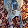 dog, brindle, autumn, leaves, outdoor, fall_foliage, animal, pet, nature, canine, grass, brown, white, portrait, lying_down, closeup, daylight, seasonal, cute, calm