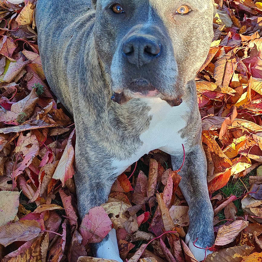 Rio participe au concours pour gagner de l'argent avec cette photo : animal, autumn, brindle, brown, calm, canine, closeup, cute, daylight, dog, fall_foliage, grass, leaves, lying_down, nature, outdoor, pet, portrait, seasonal, white