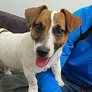 Spike participe au concours pour gagner de l'argent avec cette photo : dog, pet, animal, indoor, couch, person, blue_jacket, jeans, happy, tongue_out, brown_and_white, lap, floppy_ears, sitting, close_up, companion, friendly, cute, canine, domestic
